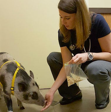 veterinarian feeding a pig