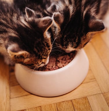 kittens eating their food together