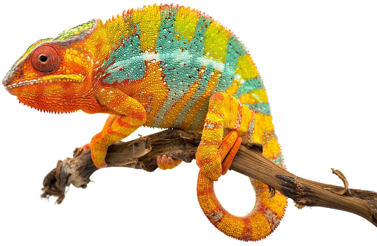 Colorful Lizard On Branch