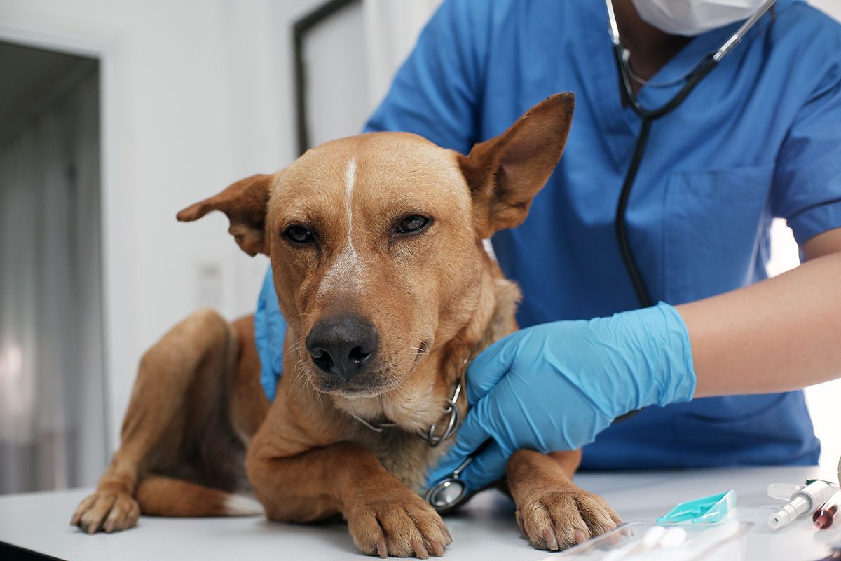 AfterHours Pet Emergencies in Sunrise, FL Welleby Veterinary Hospital