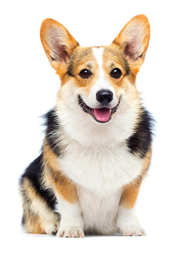 Pet Wellness Care In Sunrise Fl
