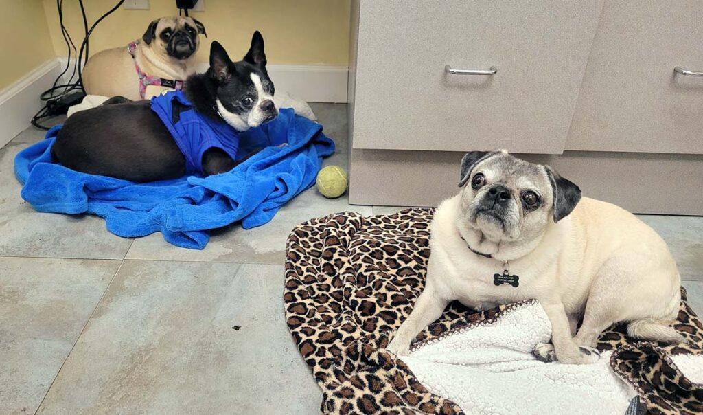 pugs at clinic