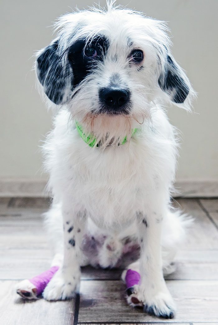 Dog With Bandages On Paws