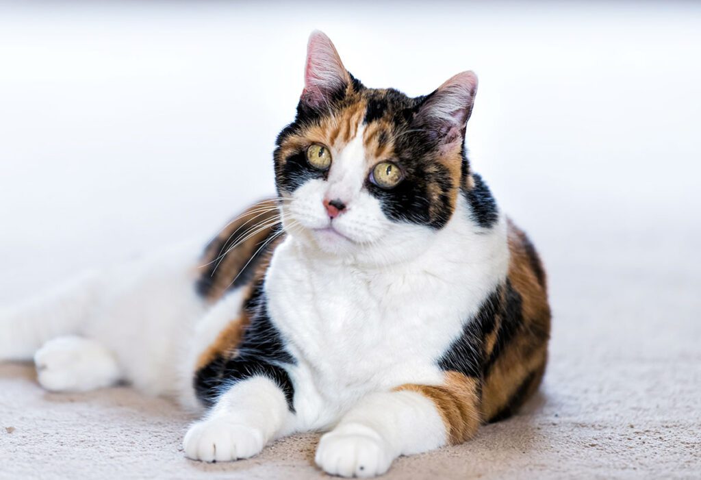 old cat
