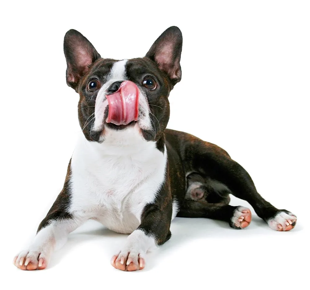 Boston Terrier Sitting Down And Licking Nose