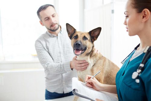 male-owner-petting-german-shepherd-dog-while-talking-with-female-vet-at-an-appointment