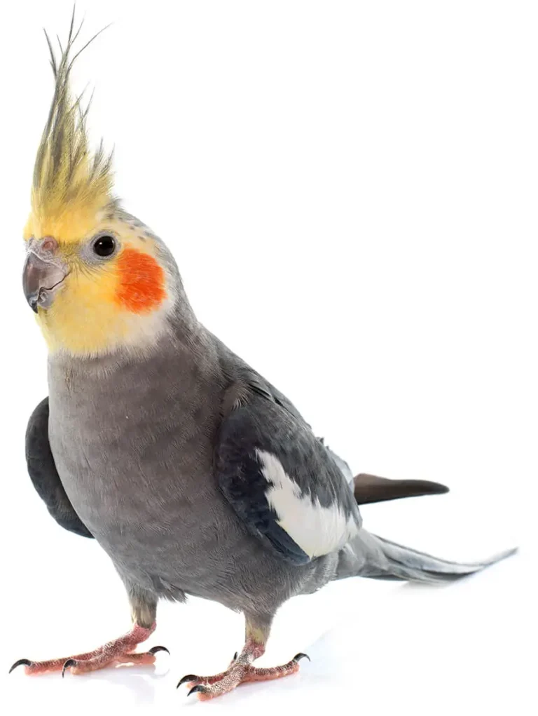 exotic-animal-veterinarian-miami-fl bird
