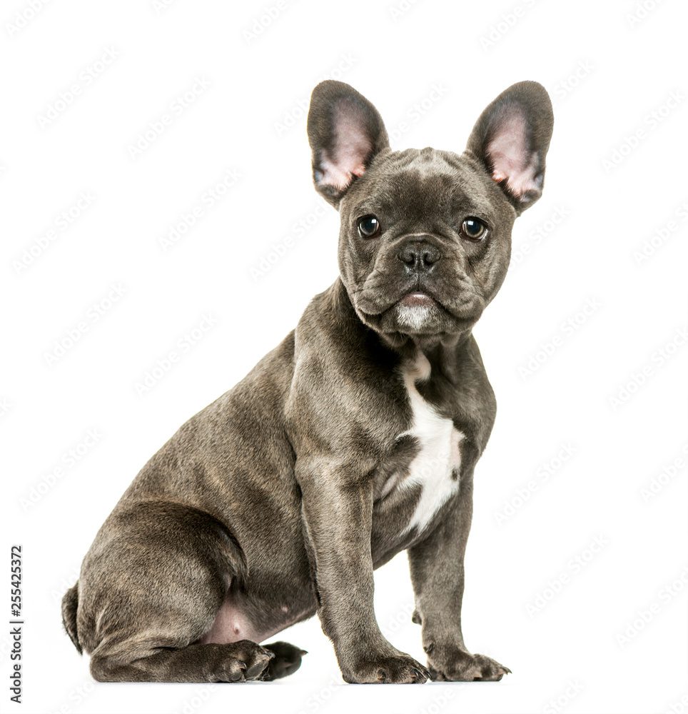 frenchie bulldog