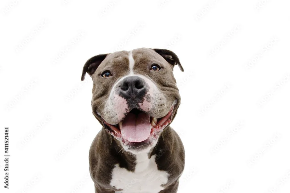 smiling pit bull
