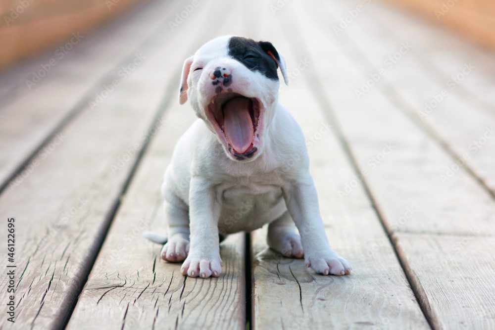 American Staffordshire Terrier Yawning