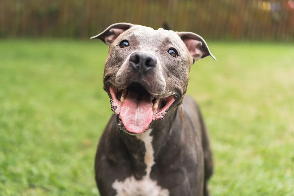 Smiling Pit Bull