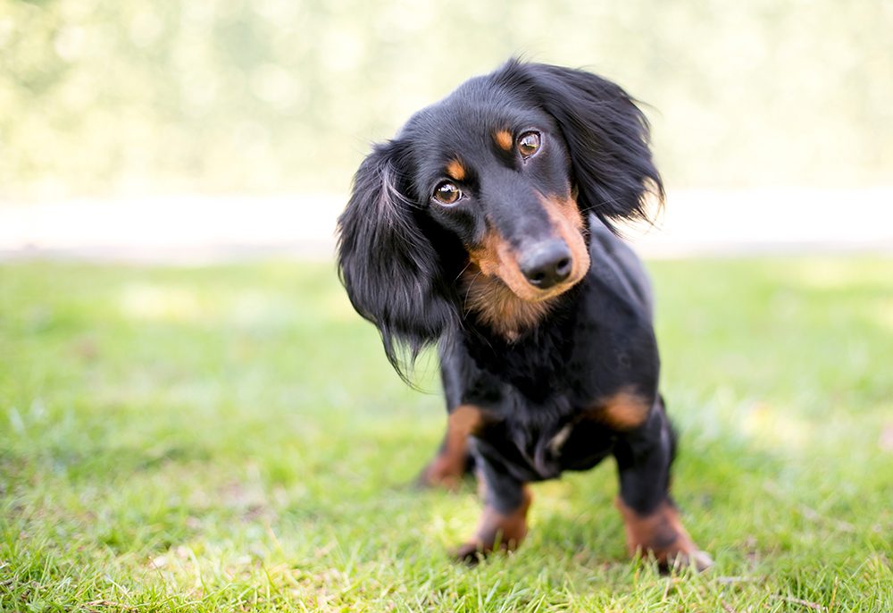 Dachshund Tilting Head