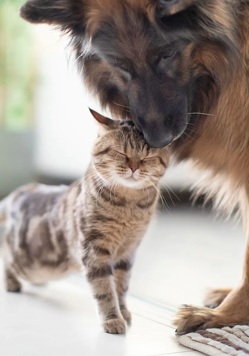 Cat And Dog Nudge