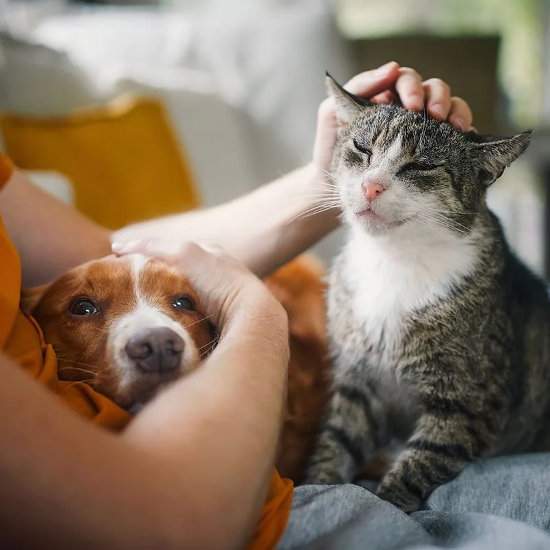 Cat And Dog With Owner